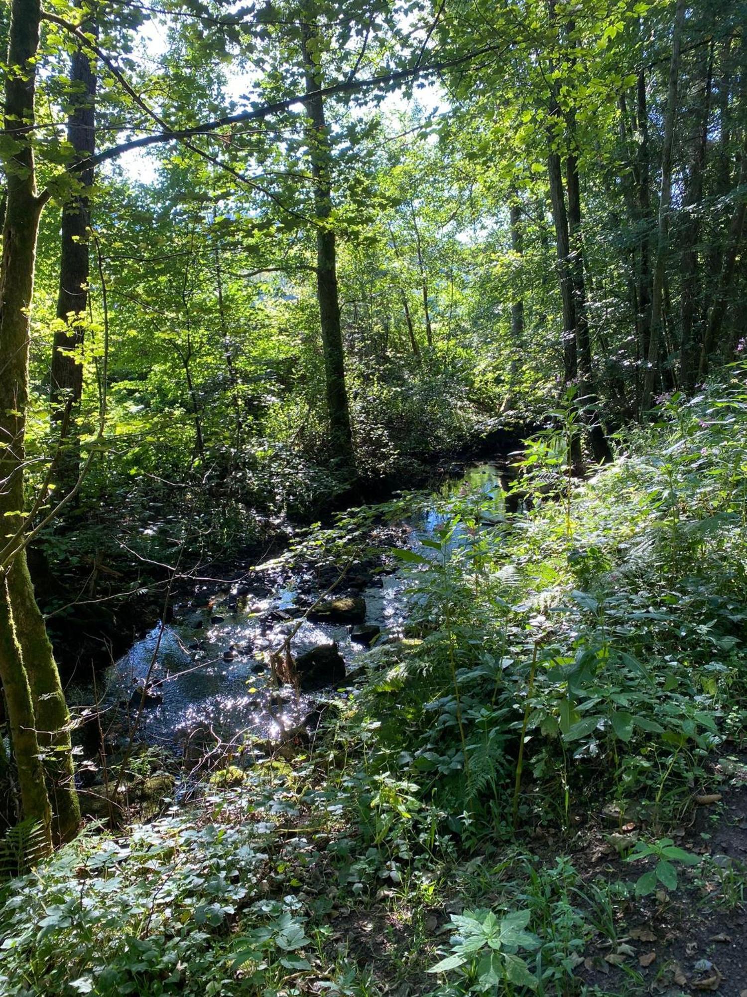 Ferienhaus Vulkaneifel Abtei Himmerod Großlittgen Dış mekan fotoğraf