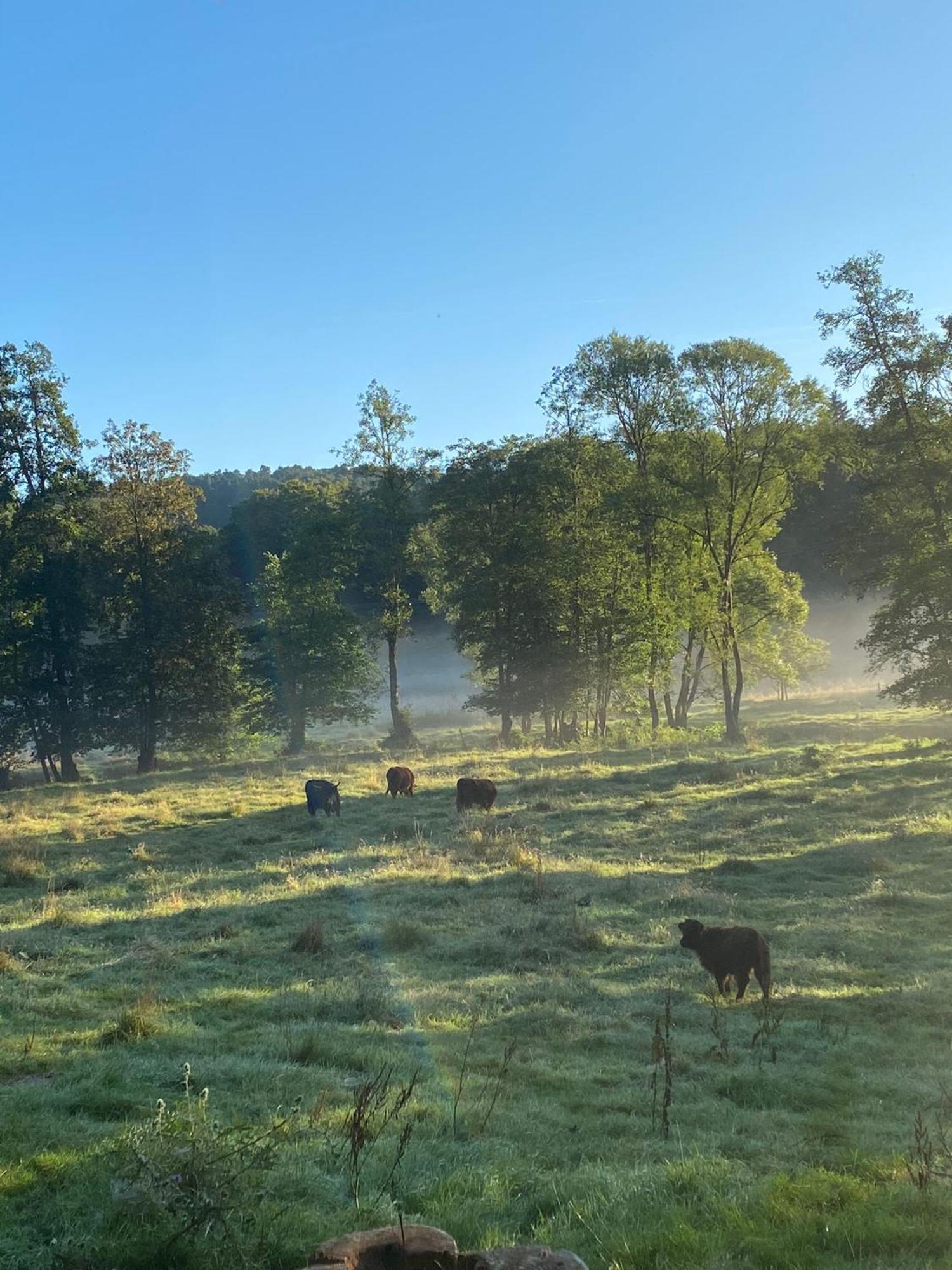 Ferienhaus Vulkaneifel Abtei Himmerod Großlittgen Dış mekan fotoğraf